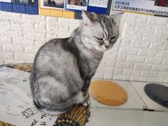 -平行世界·猫咖(首经贸店)