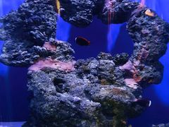 -海合安武汉极地海洋公园