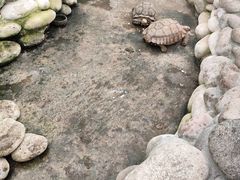 -南宫五洲植物乐园