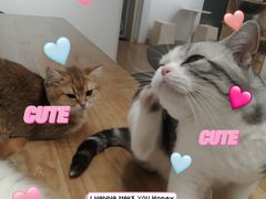 -有喵·猫咖·狗咖·30几只猫10只小狗(岗厦店)