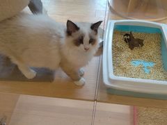 -Pets First伊珊娜洗护·精致美容·家庭式寄养(新会路店)