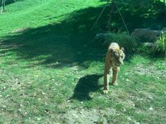 -北京野生动物园