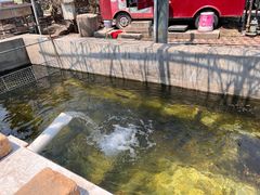 -北京龙庆四季香农家饭庄·灶台鱼·碳烤虹鳟鱼(龙庆峡店)