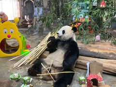 -海南热带野生动植物园