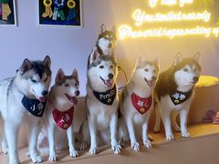 -Husky Go! 哈士奇体验馆·宠物咖啡厅狗咖