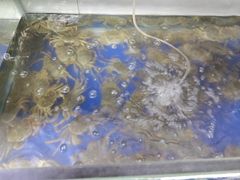 -阳澄湖大闸蟹·琼灵阁牌品牌连锁(吴中总店)