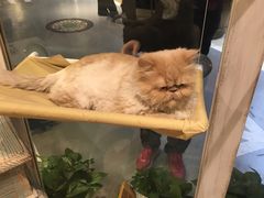 -小时光咖啡馆(开森度假森林店)