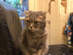 -猫色咖啡·猫咖