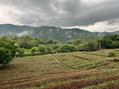 -雁南飞茶田景区