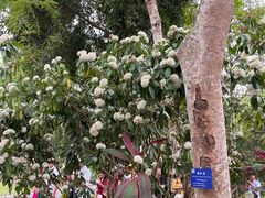 -中国科学院西双版纳热带植物园
