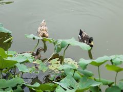 -潇湘甲鱼村(清河店)