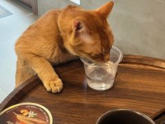 -Again Coffee Roaster(香蜜湖店)