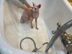 -momokira米努特·德文卷毛猫·棉花面纱犬