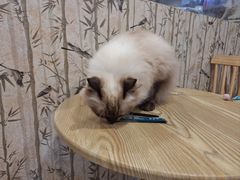 -楼上猫咖(罗湖店)