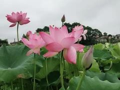 -青城公园