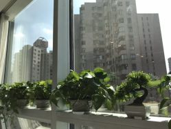 -樱木町·日式头皮管理中心