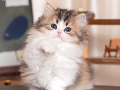 -小猫来了·猫舍(红山六九七九店)