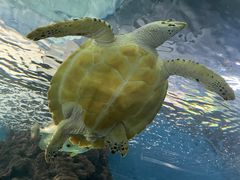 -上海海洋水族馆