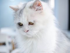 -喵的天空名猫咖啡馆·撸猫·猫舍·用品