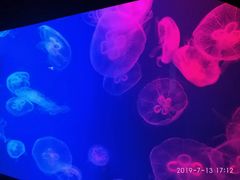 -成都浩海立方海洋公园