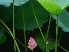 -荔湾湖公园