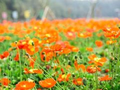 -绵阳盛世樱花悠乐谷