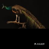 成都写真|与孔雀的第一次合影