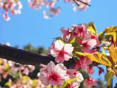 -新江湾城公园