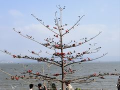 -深圳湾公园(南山区)