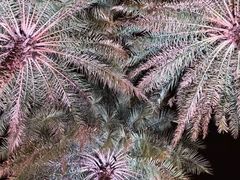 -白鹭湾湿地公园