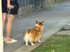 -亚王咖喱鸡米粉面