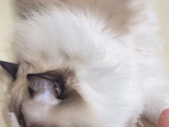 -三花喵·撸猫购宠·宠物生活馆(虹桥南丰城店)