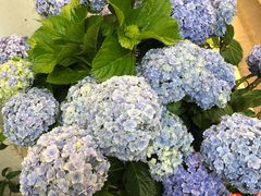 -双季花艺园艺市场(浦东店)