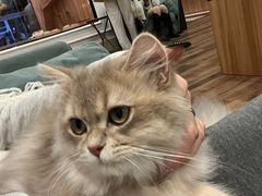 -袖虎·猫馆(体育西路店)