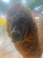 -神奇动物撸宠馆·羊驼·小浣熊·异宠(豫园店)