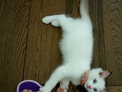 -Bastet sally猫舍购宠(静安店)