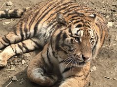 -栾川竹海野生动物园