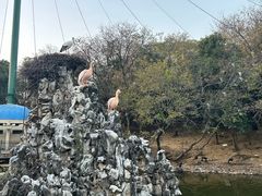 -合肥野生动物园