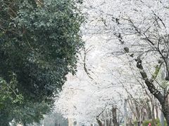 -武汉大学-樱园