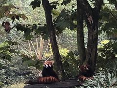-都江堰中华大熊猫苑