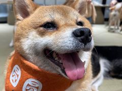 -逗柴咖啡屋·狗咖猫咖宠物桌游