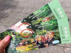 -西双版纳原始森林公园