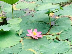 -丁香湖公园