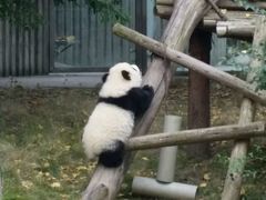 -成都大熊猫繁育研究基地