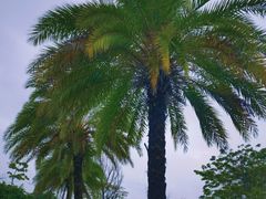 -白石龙音乐公园