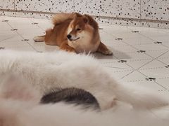 -毛绒耶耶撸宠馆·猫咖·狗咖·荷兰猪咖