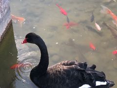 -丽江金茂凯悦臻选酒店-滇香馆