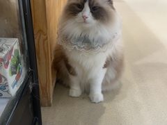 -藏猫猫咖啡主题馆(中央大道店)