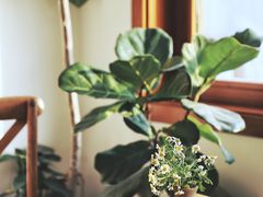 -AHAVA·Fang Baking Studio