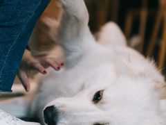 -尤加利咖啡馆